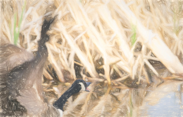 日出时湖上的加拿大鹅图片下载