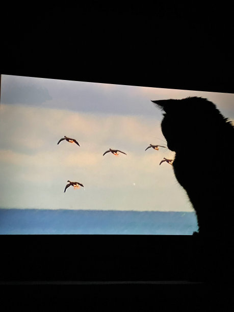 猫在电视机前图片下载