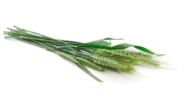 一串绿色的麦穗。图片下载