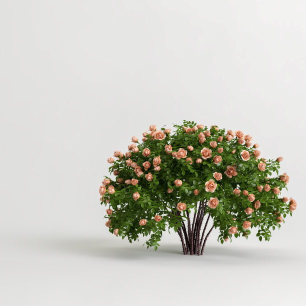 3d插图玫瑰灌木孤立在白色背景图片下载