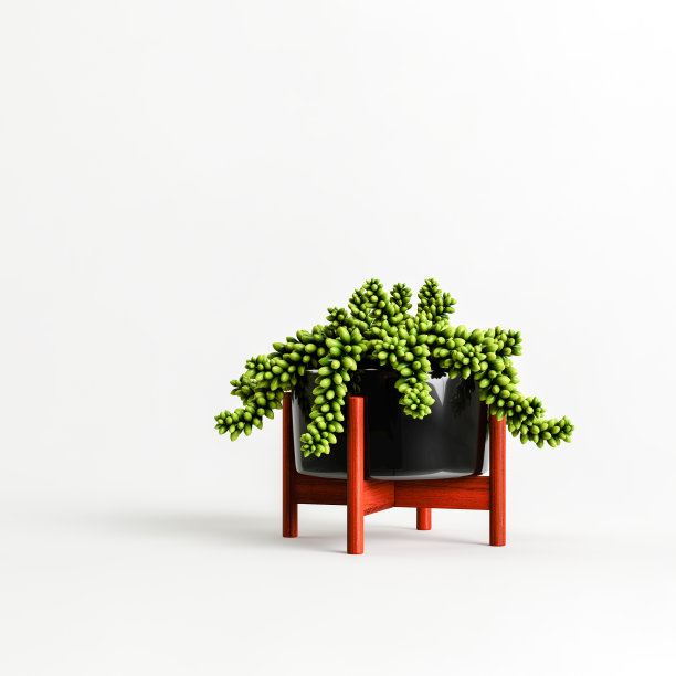 3d插图室内植物在盆栽孤立在白色背景图片下载