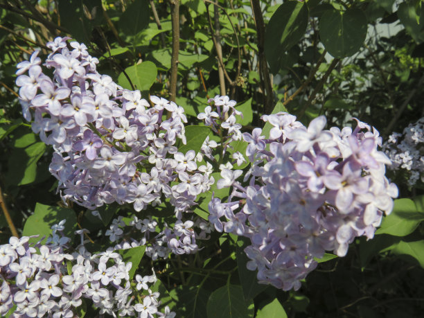 美丽的丁香花在绿色的背景上图片下载
