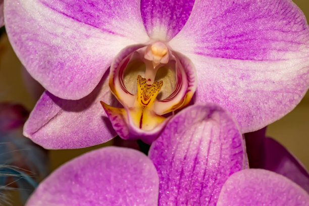 花,兰花图片下载