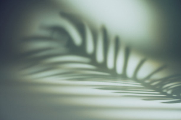 热带树叶自然阴影图片下载