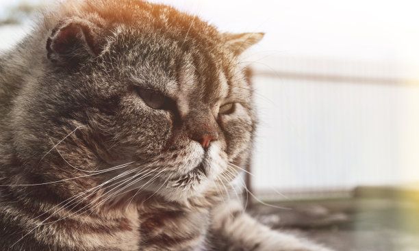 沙发上躺着一只长着漂亮大眼睛的有趣的大长毛猫。图片下载