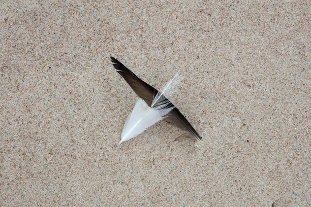 黑色和白色的鸟羽毛图片下载