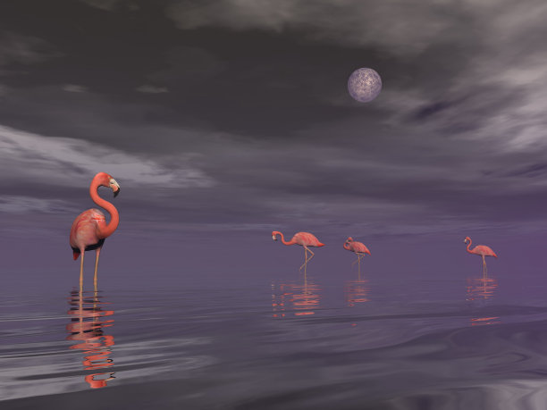 夜间火烈鸟群- 3D渲染图片下载