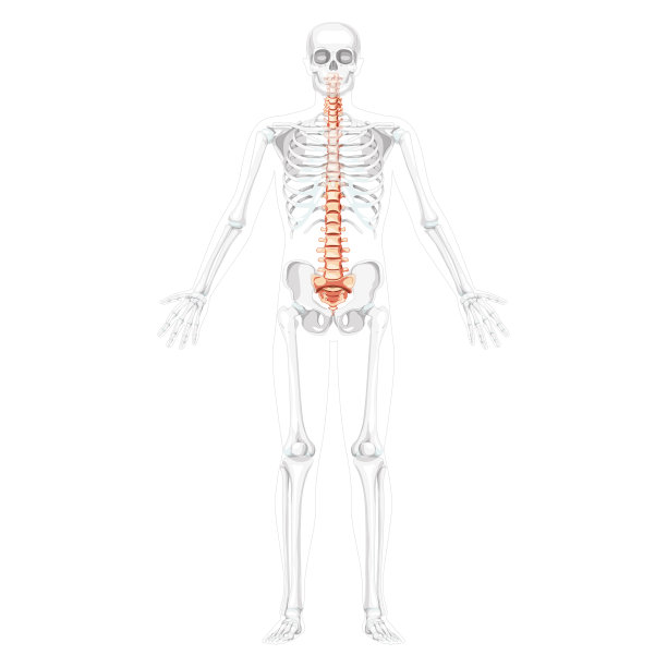 人体脊柱半透明骨位前视图，胸椎、腰椎、骶骨和尾骨。矢量平面自然颜色，现实孤立插图解剖图片下载