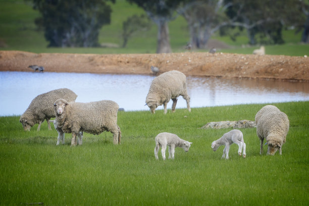 新生儿的羊图片下载