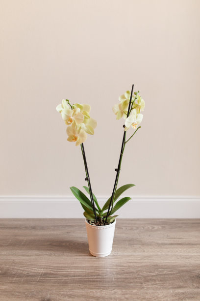 淡黄色，绿色的兰花植物在白色的花盆，中性的背景图片下载