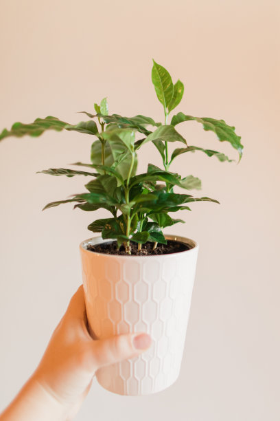 2022年春天，佛罗里达州南部，白色花盆中郁郁葱葱的绿色热带咖啡树作为室内植物图片下载