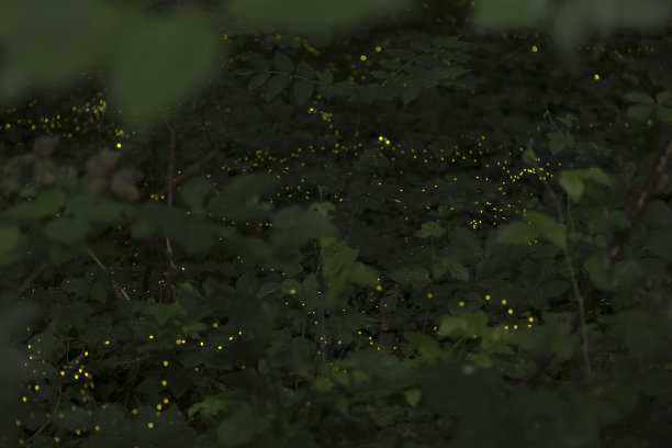 夜晚的萤火虫图片下载