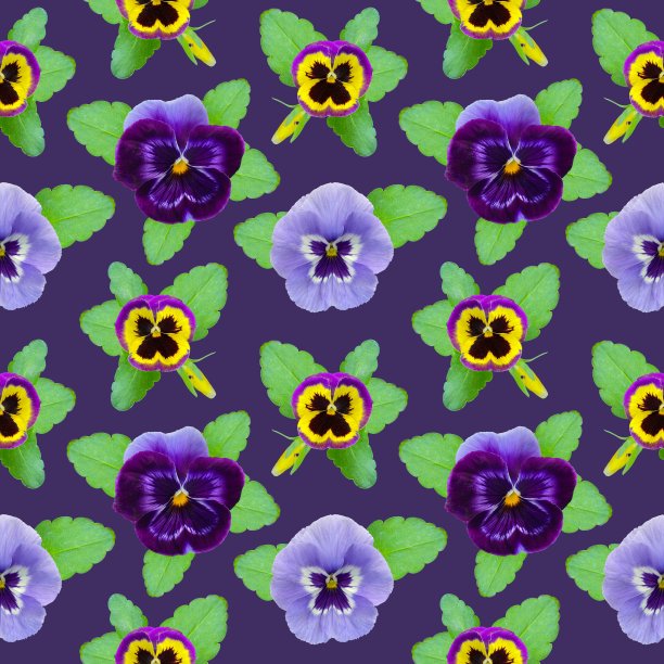 明亮的丁香紫紫罗兰花与绿色的叶子，植物无缝的正方形图案图片下载