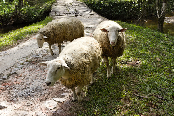 几只羊在河边吃草的照片。图片下载