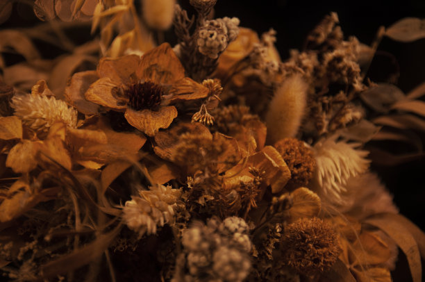 干燥花backgound图片下载