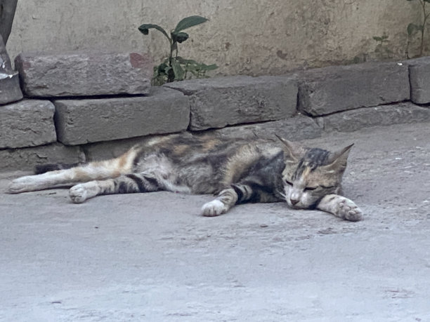 宠物睡在砖墙附近图片下载