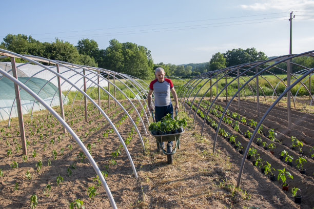农民在播种季节工作。图片下载