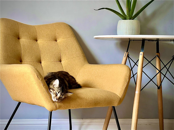 漂亮的猫躺在沙发上图片下载