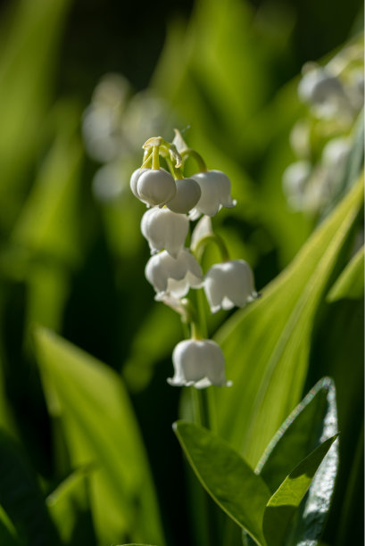 铃兰(铃兰)图片下载