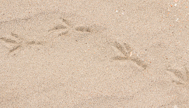 沙滩上干燥的沙子上的一系列鸟迹图片下载