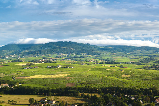 Regnie-Durette村和葡萄园，博若莱风景，法国图片下载
