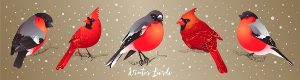 一群冬季鸟类图片下载