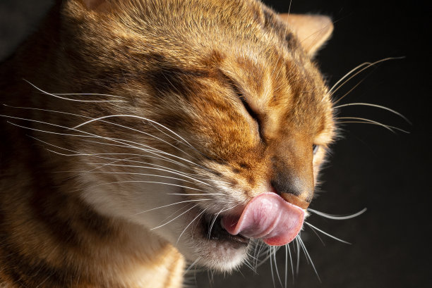 工作室里的孟加拉猫图片下载