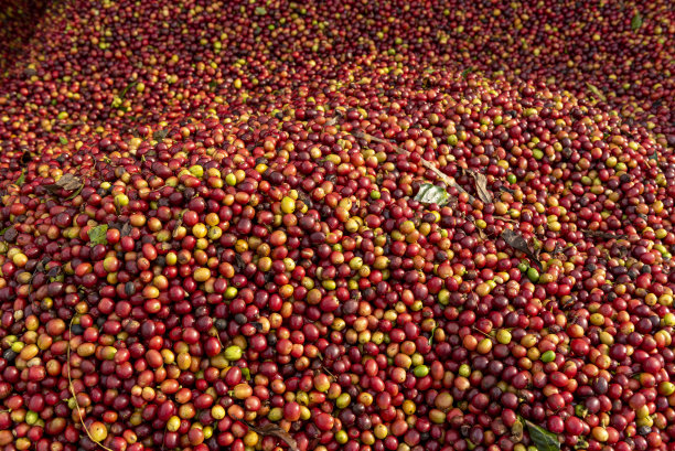 收获季节的红色阿拉比卡咖啡豆堆。图片下载