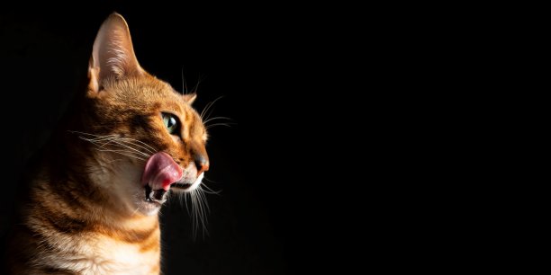 工作室里的孟加拉猫图片下载