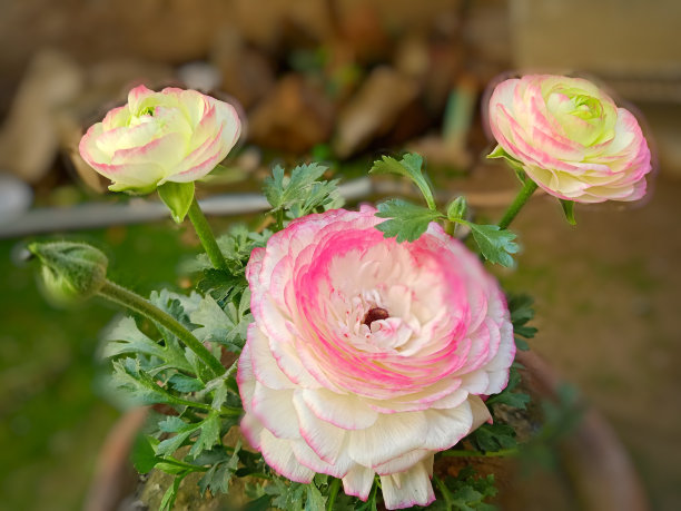 亚洲毛茛花|波斯毛茛|阴影粉红色和白色图片下载