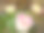 亚洲毛茛花|波斯毛茛|阴影粉红色和白色图片下载