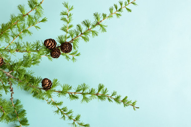 一个横幅与落叶松分支在浅蓝色的背景与文字空间。图片下载