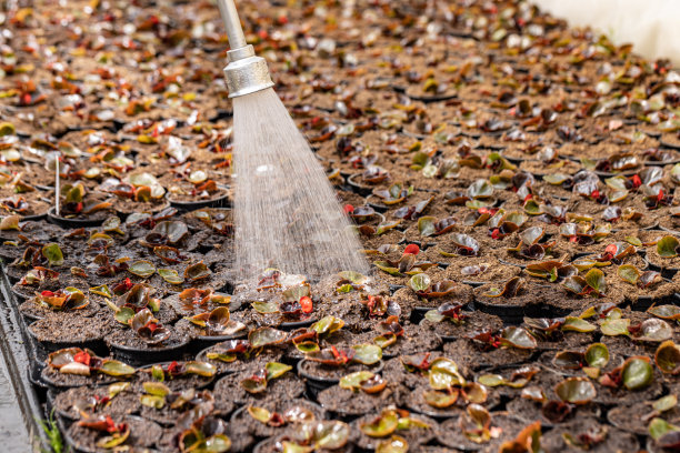 用淋浴喷头给植物浇水图片下载
