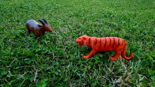 动物玩具被背景隔离。图片下载