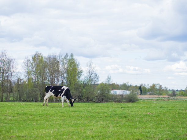 奶牛走在绿油油的田野上，是农牧业的概念图片下载