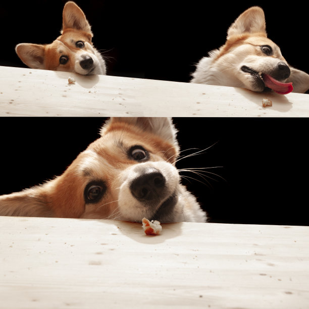 一组照片，一只有趣的彭布罗克威尔士柯基守护着桌子上的一块面包。有趣、可爱的家狗肖像。图片下载