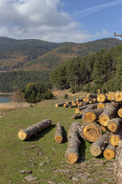 山里的卫生森林砍伐图片下载
