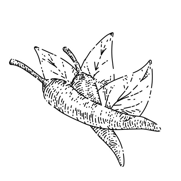 辣椒素描手绘矢量图片下载