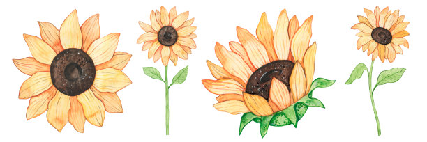 水彩向日葵孤立在白色背景。夏秋丰收。太阳能花。图片下载