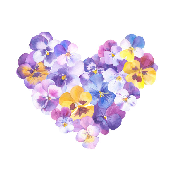 手绘花心与三色紫罗兰。水彩插图孤立在白色。完美的作为贺卡、请柬、设计元素。图片下载