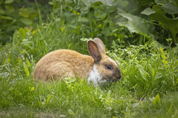 毛茸茸的兔子在草地上吃树叶。图片下载
