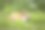 毛茸茸的兔子在草地上吃树叶。图片下载
