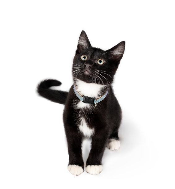 孤立的小猫坐着看着镜头。图片下载