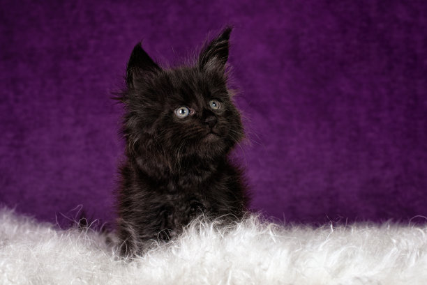 一只正在玩耍的黑色缅因小猫。图片下载