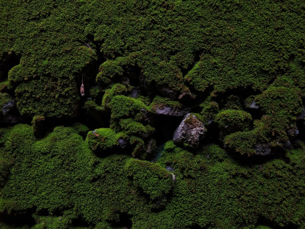 青苔墙背景，近景图片下载