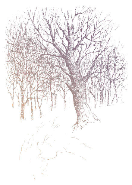 没有叶子的金色橡树。矢量跟踪古董墨水和钢笔素描图片下载