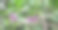 枸杞开花图片下载