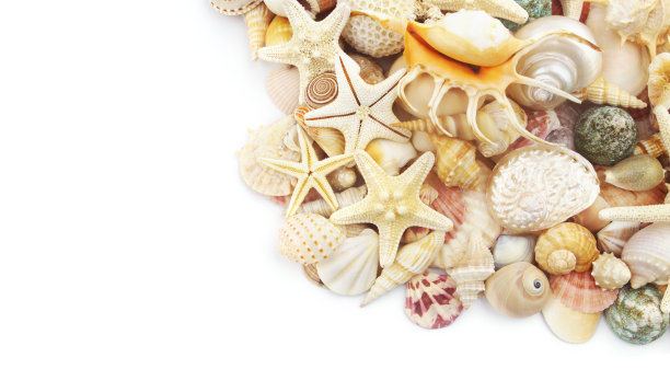 海星的贝壳孤立在白色图片下载