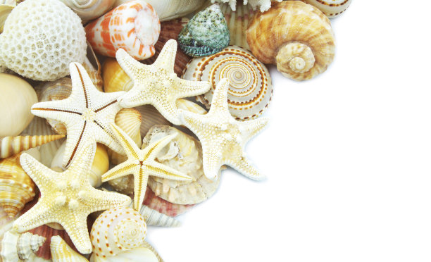 海星的贝壳孤立在白色图片下载