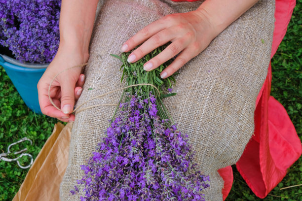一位年轻女子正在制作一束出售的薰衣草花束。图片下载